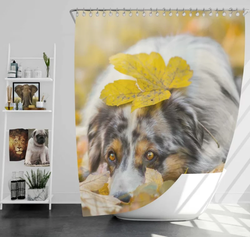 Australian Shepherd Fall Beauty Shower Curtain