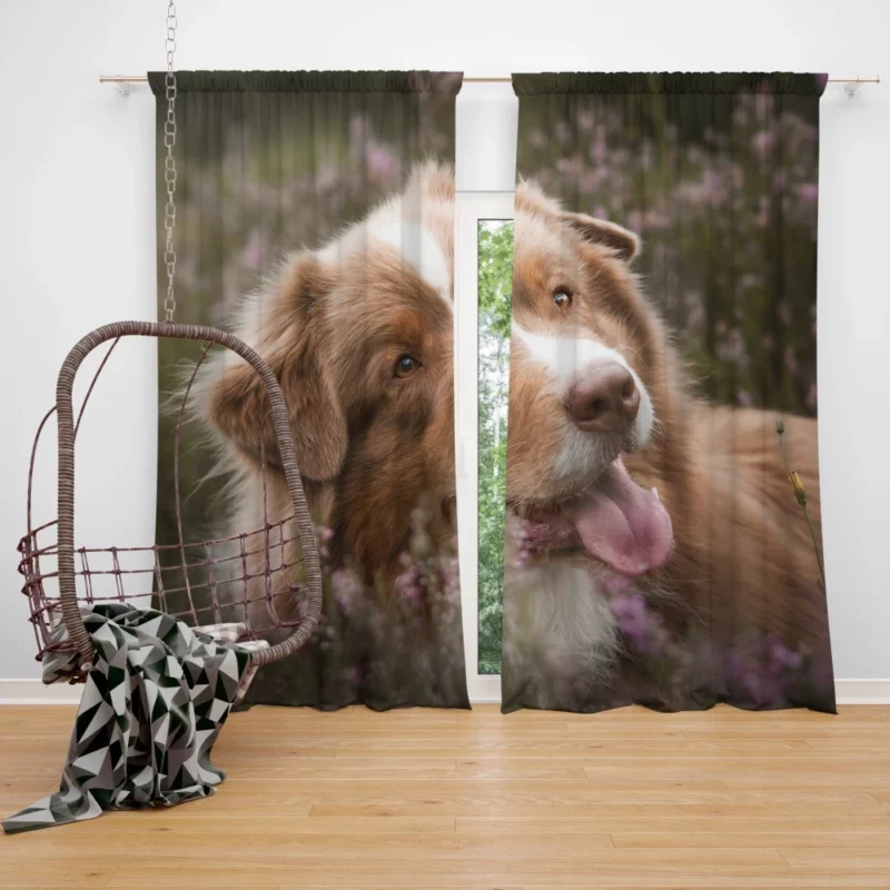 Australian Shepherd Focus Curtain