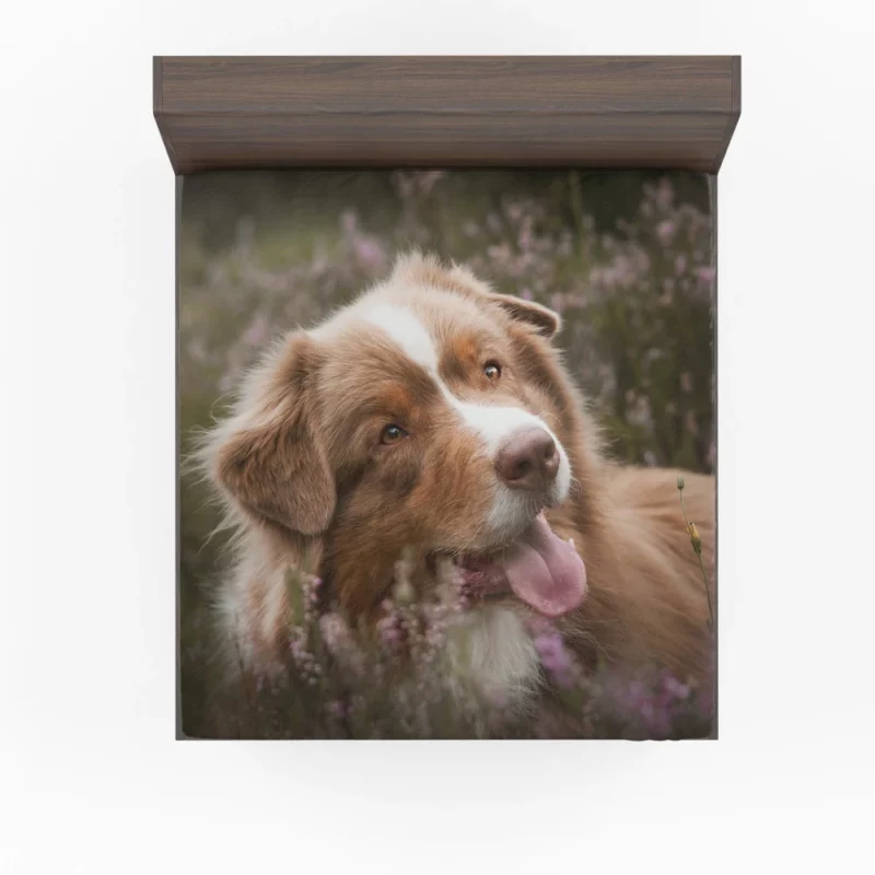 Australian Shepherd Focus Fitted Sheet 1