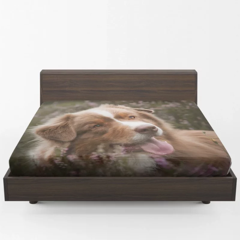 Australian Shepherd Focus Fitted Sheet