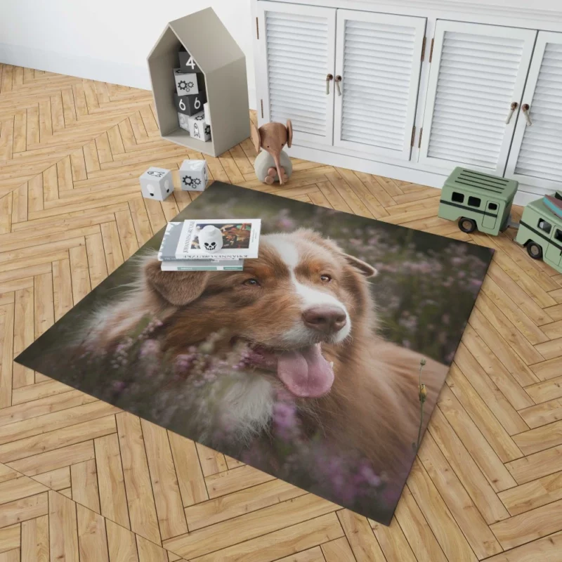 Australian Shepherd Focus Rug 1