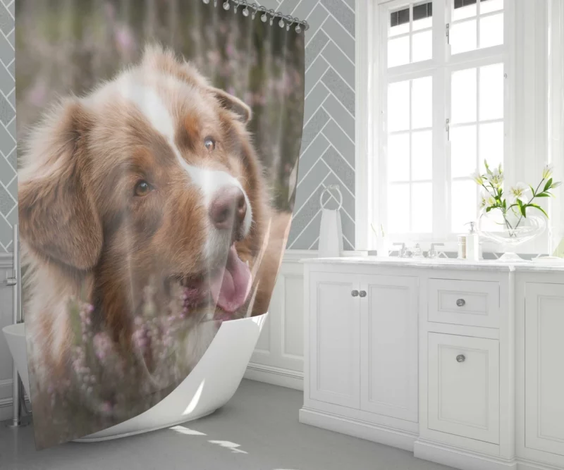 Australian Shepherd Focus Shower Curtain 1