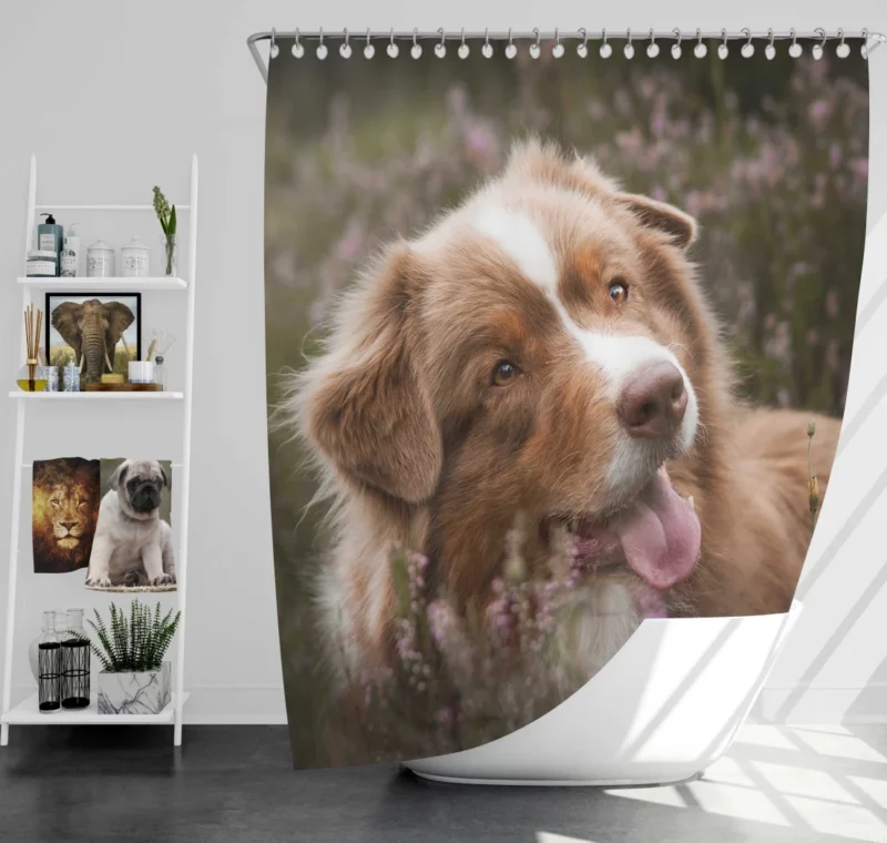 Australian Shepherd Focus Shower Curtain