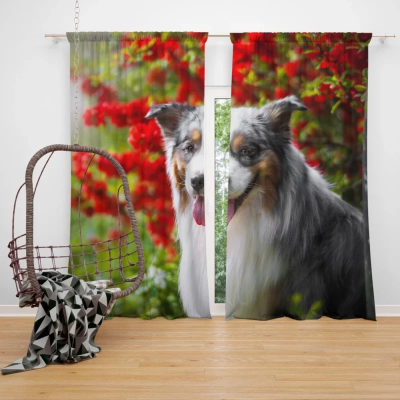 Australian Shepherd Graceful Aura Curtain