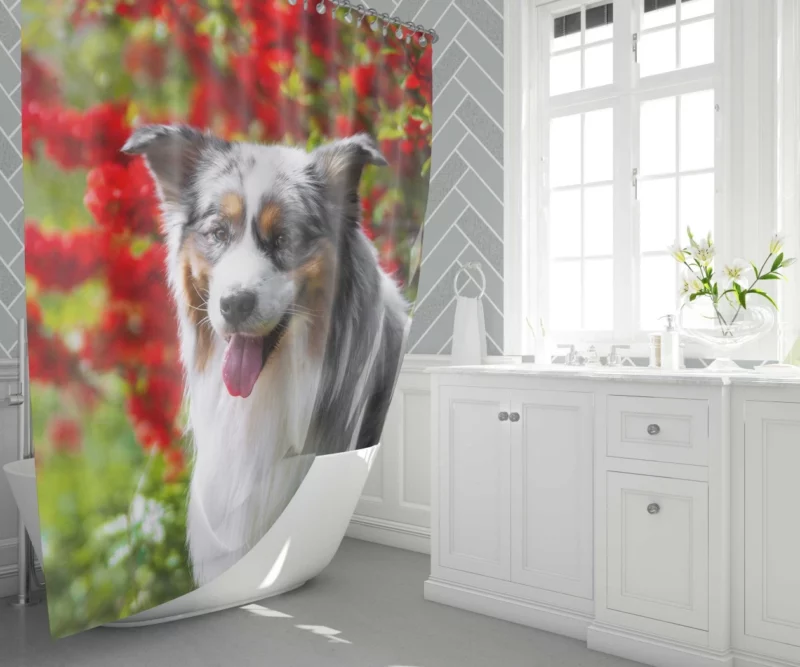 Australian Shepherd Graceful Aura Shower Curtain 1