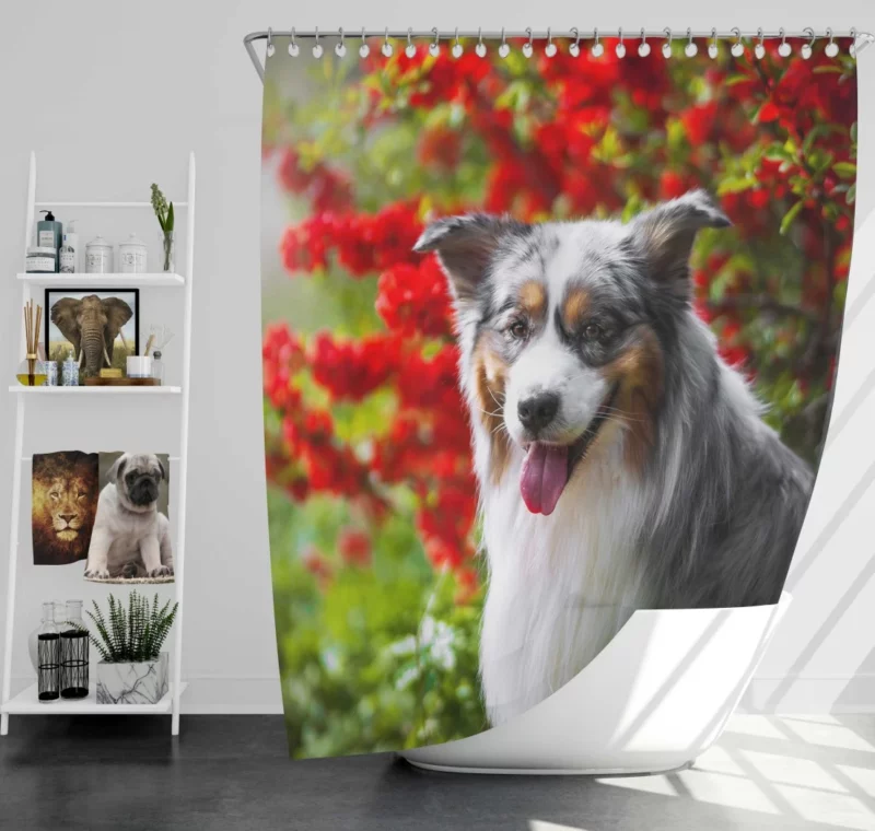 Australian Shepherd Graceful Aura Shower Curtain