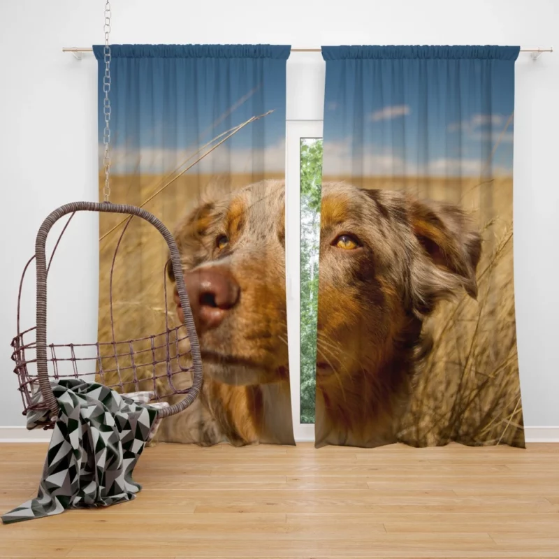 Australian Shepherd Head Canine Majesty Curtain