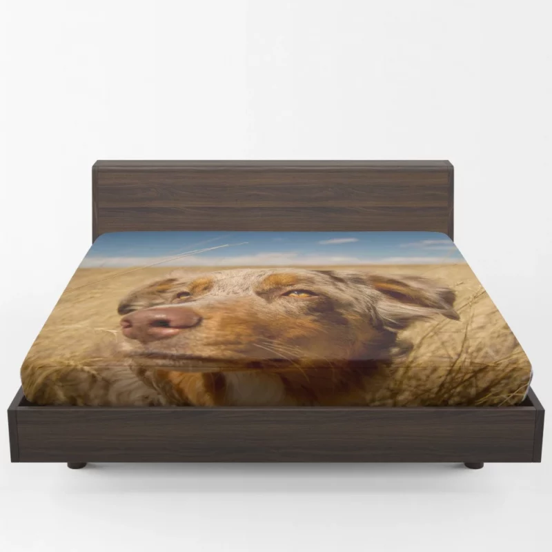 Australian Shepherd Head Canine Majesty Fitted Sheet