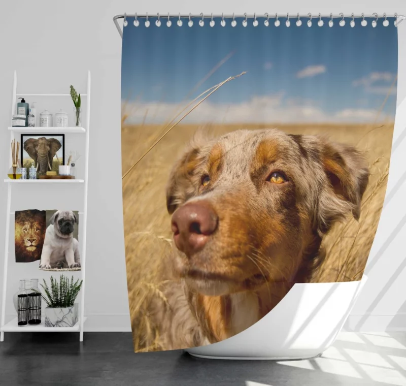 Australian Shepherd Head Canine Majesty Shower Curtain