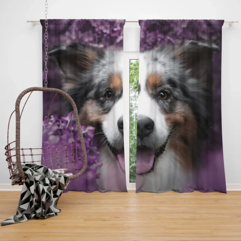 Australian Shepherd Intensity Curtain