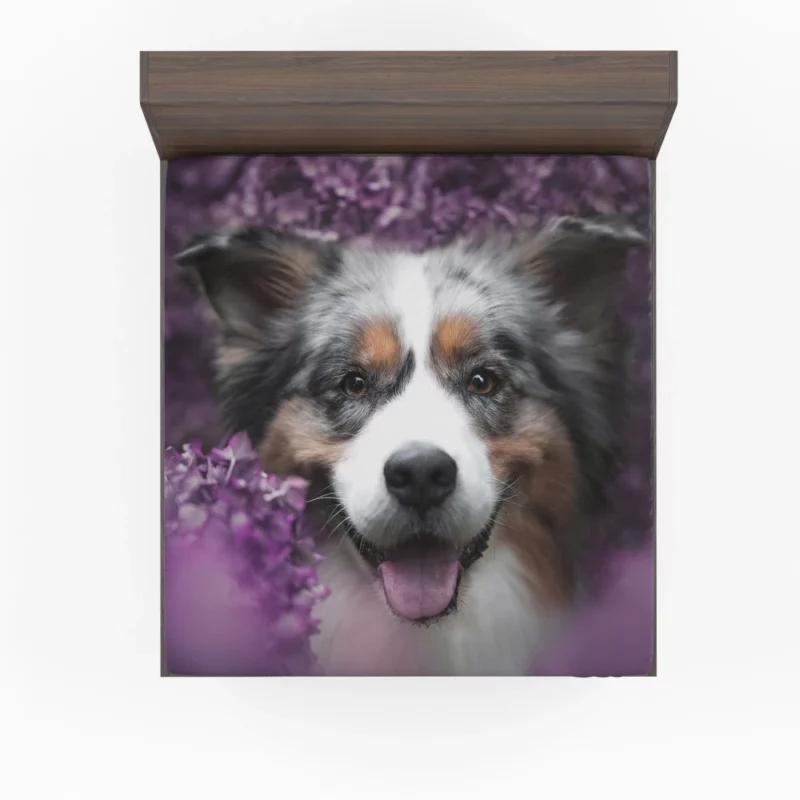 Australian Shepherd Intensity Fitted Sheet 1