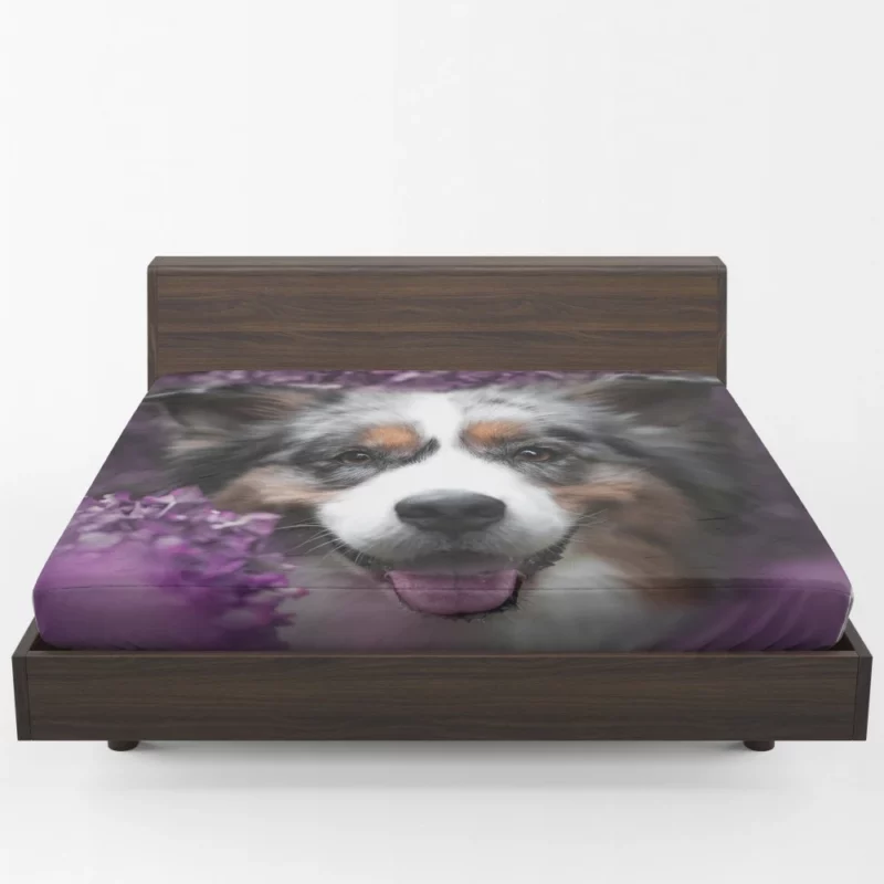 Australian Shepherd Intensity Fitted Sheet