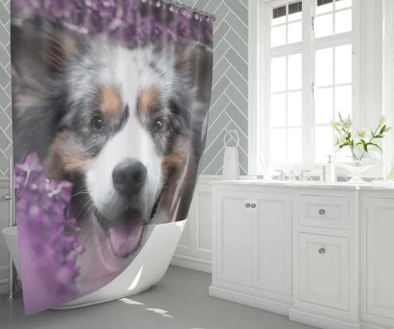 Australian Shepherd Intensity Shower Curtain 1