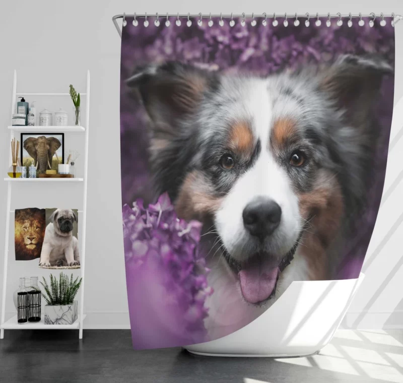 Australian Shepherd Intensity Shower Curtain