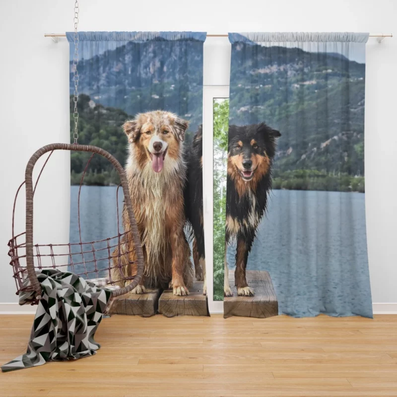 Australian Shepherd Lake Adventure Curtain