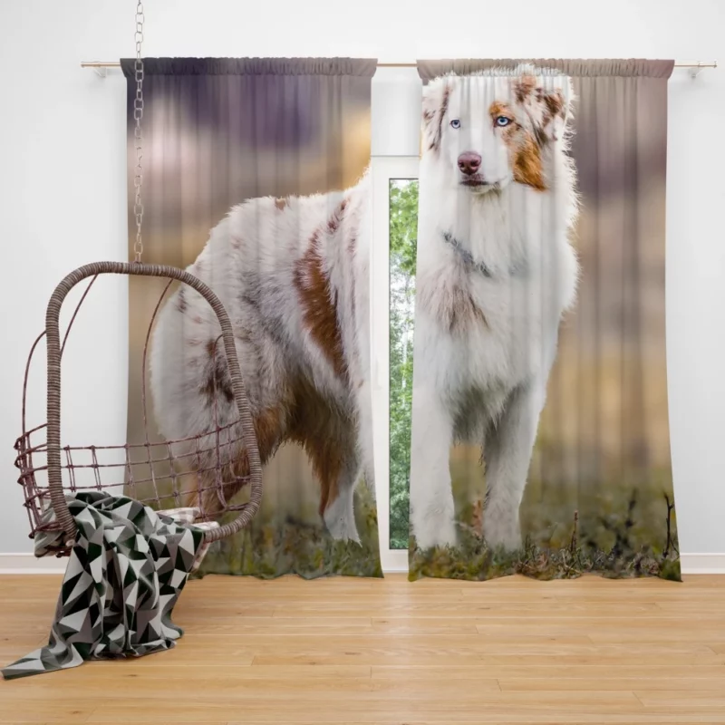 Australian Shepherd Loyal Charm Fuzzy Partner Curtain