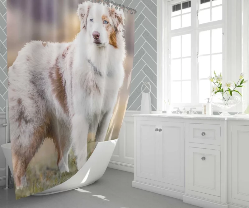 Australian Shepherd Loyal Charm Fuzzy Partner Shower Curtain 1