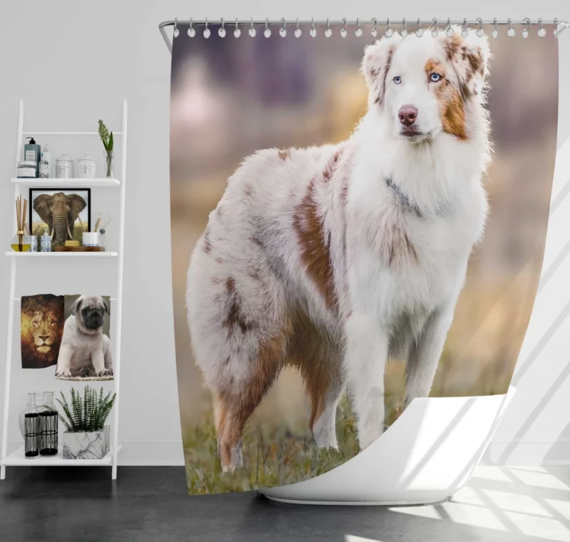 Australian Shepherd Loyal Charm Fuzzy Partner Shower Curtain