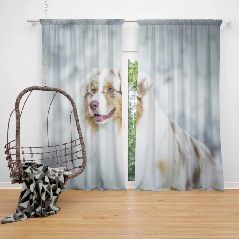 Australian Shepherd Playful Blur Energetic Spirit Curtain