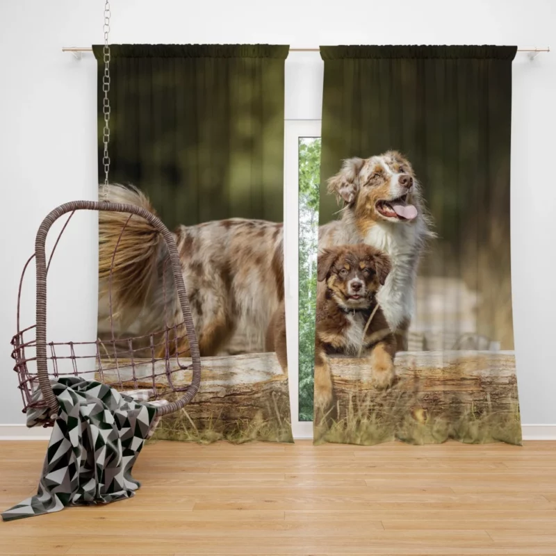 Australian Shepherd Playful Innocence Curtain