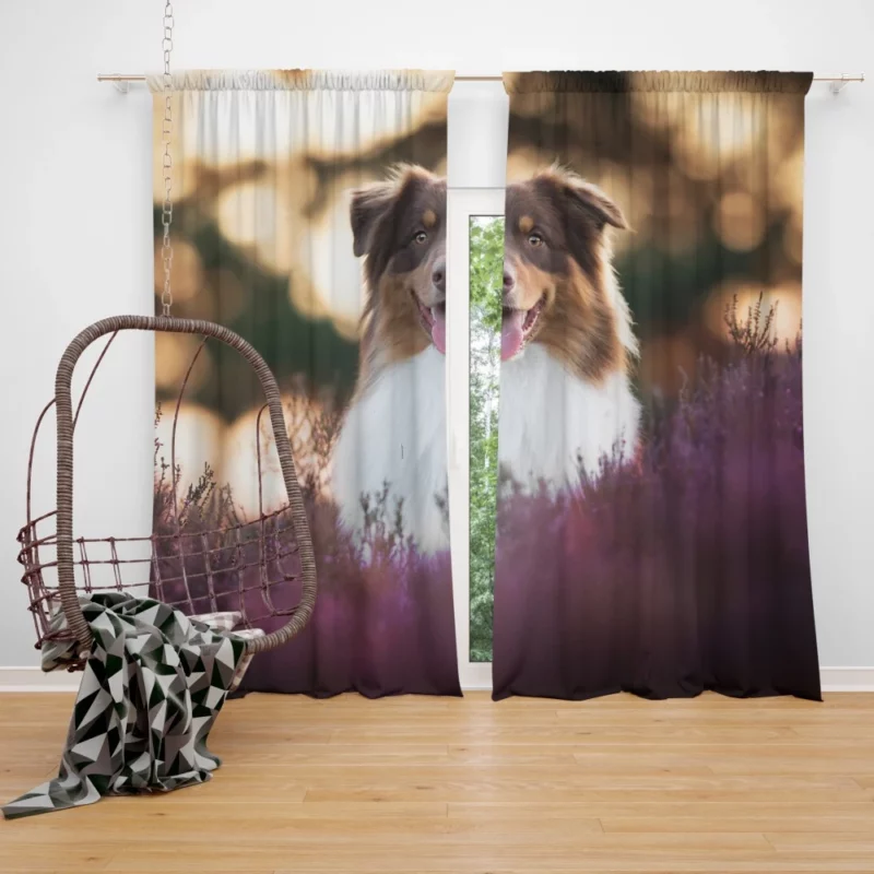 Australian Shepherd Playful Lavender Moments Curtain