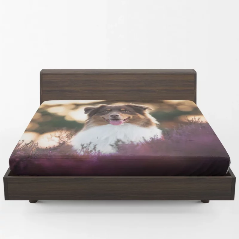 Australian Shepherd Playful Lavender Moments Fitted Sheet