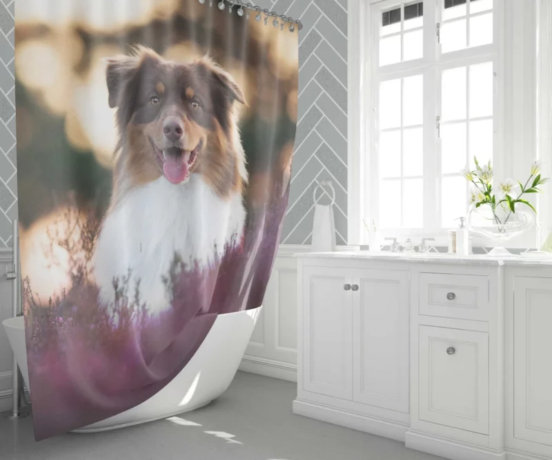 Australian Shepherd Playful Lavender Moments Shower Curtain 1