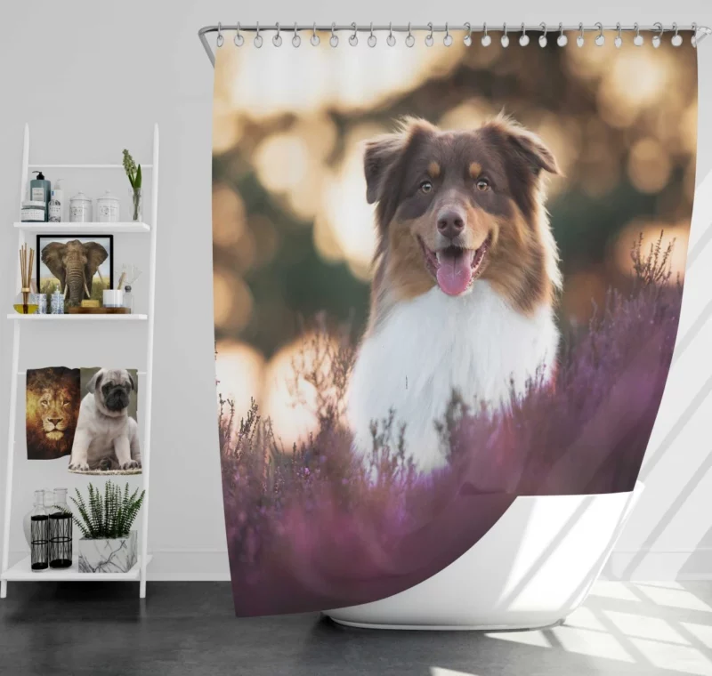 Australian Shepherd Playful Lavender Moments Shower Curtain