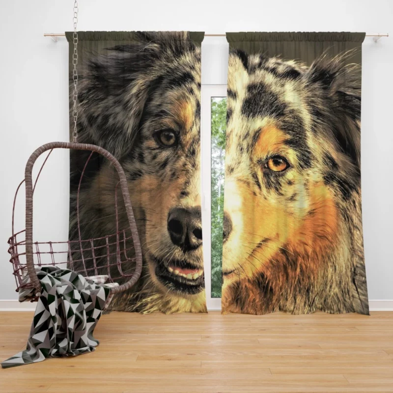 Australian Shepherd Playful Persona Curtain