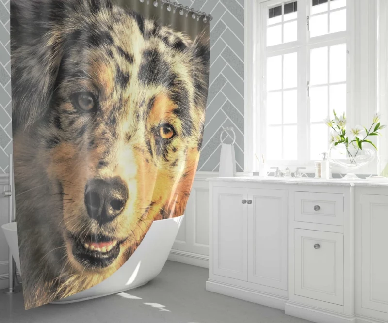 Australian Shepherd Playful Persona Shower Curtain 1