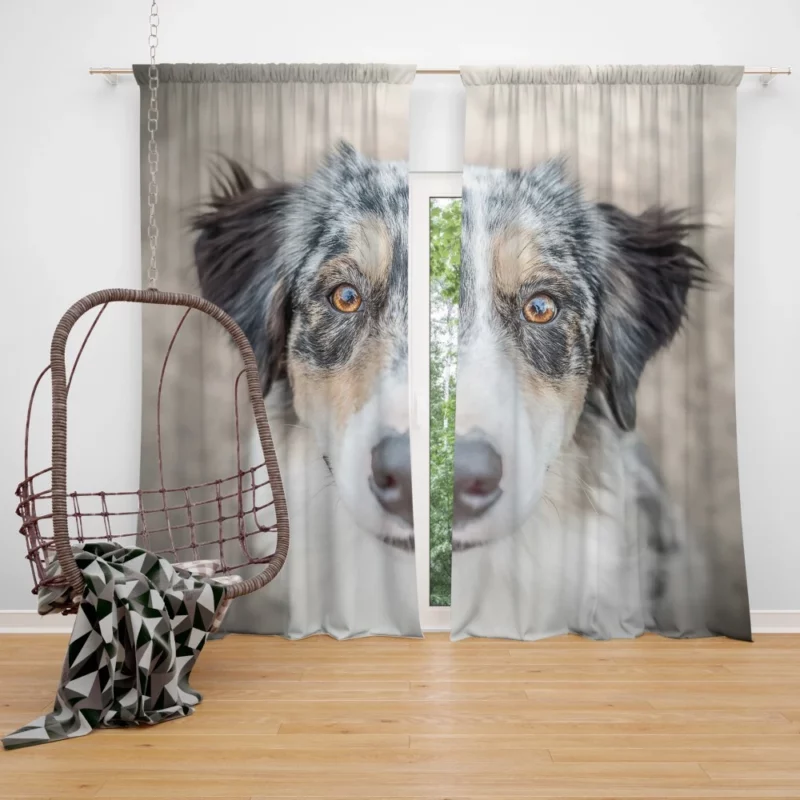 Australian Shepherd Playful Spirit Furry Dynamo Curtain