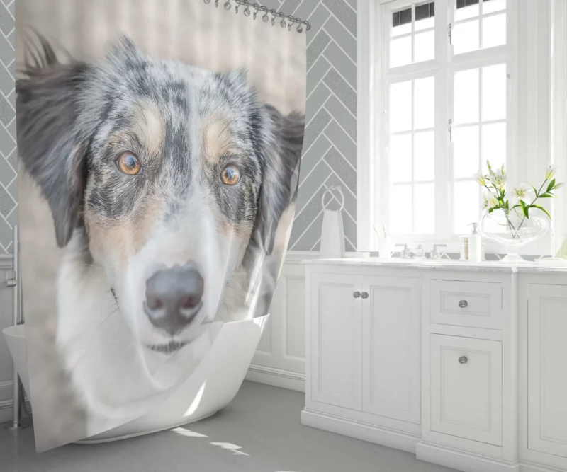 Australian Shepherd Playful Spirit Furry Dynamo Shower Curtain 1