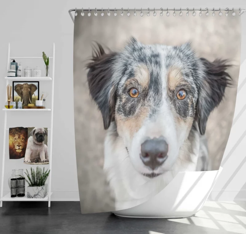 Australian Shepherd Playful Spirit Furry Dynamo Shower Curtain