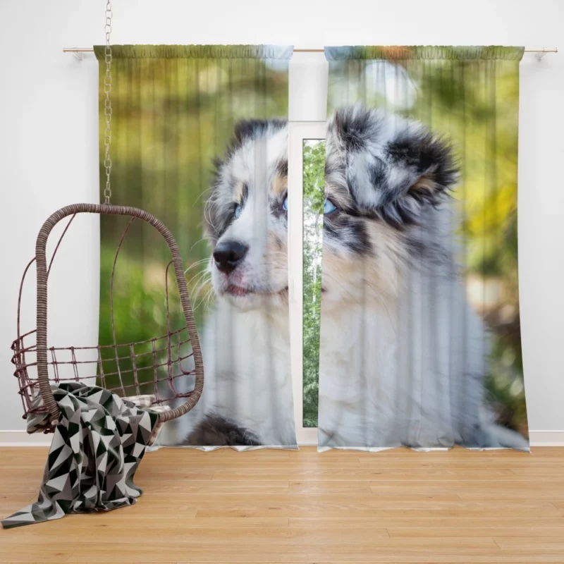 Australian Shepherd Pup Joy Baby Bliss Curtain