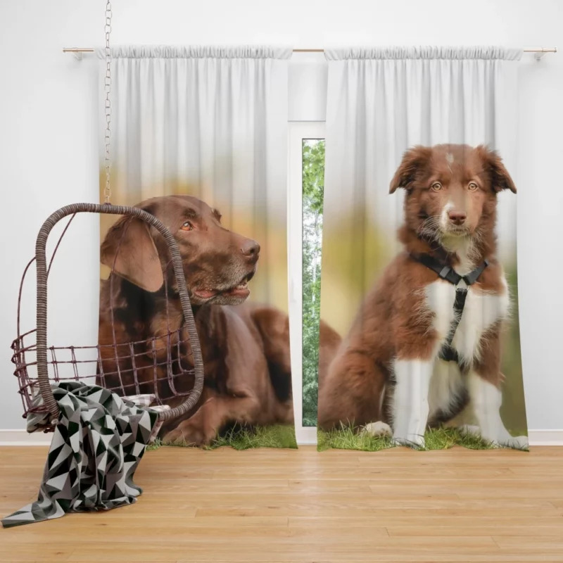 Australian Shepherd Puppies Furry Grace Curtain