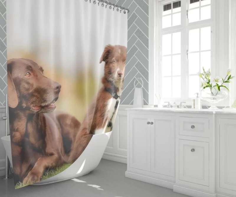 Australian Shepherd Puppies Furry Grace Shower Curtain 1