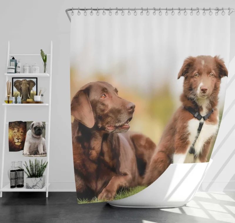 Australian Shepherd Puppies Furry Grace Shower Curtain