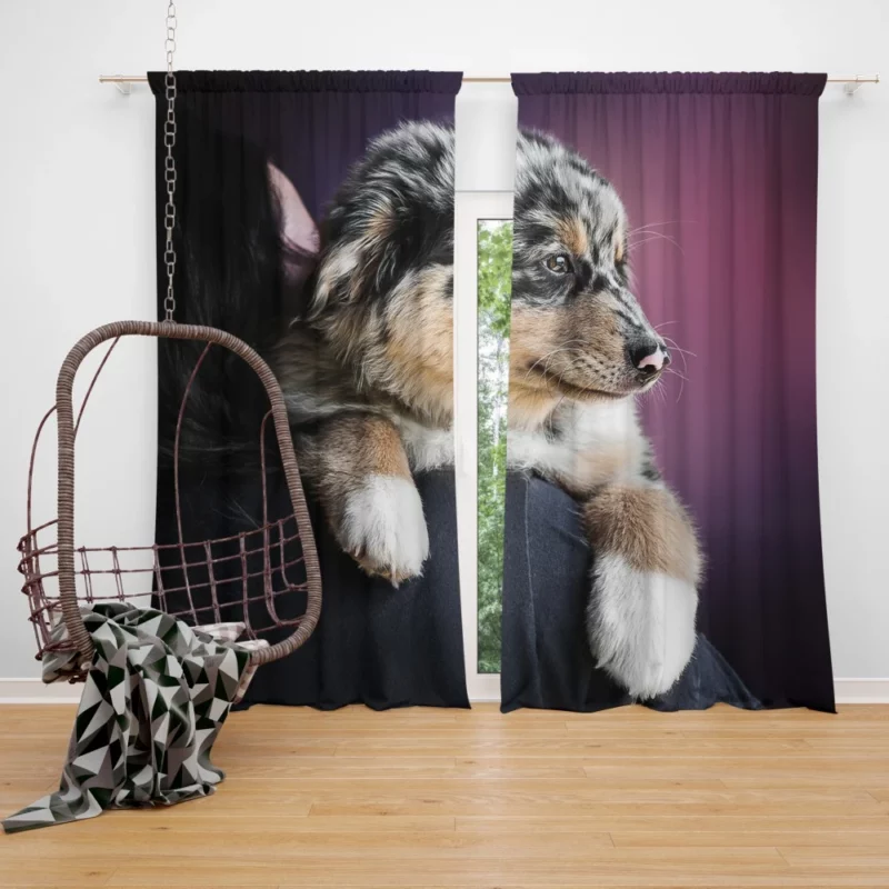 Australian Shepherd Puppy Charm Furry Joy Curtain