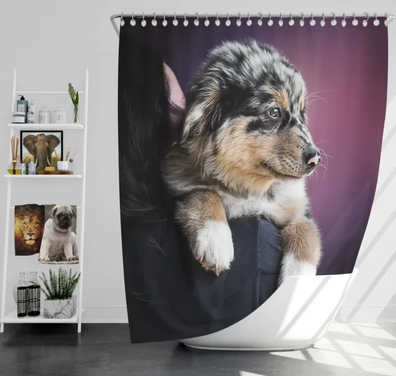 Australian Shepherd Puppy Charm Furry Joy Shower Curtain