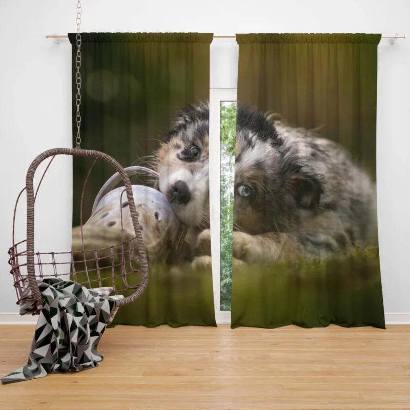 Australian Shepherd Puppy Curious Gaze Curtain