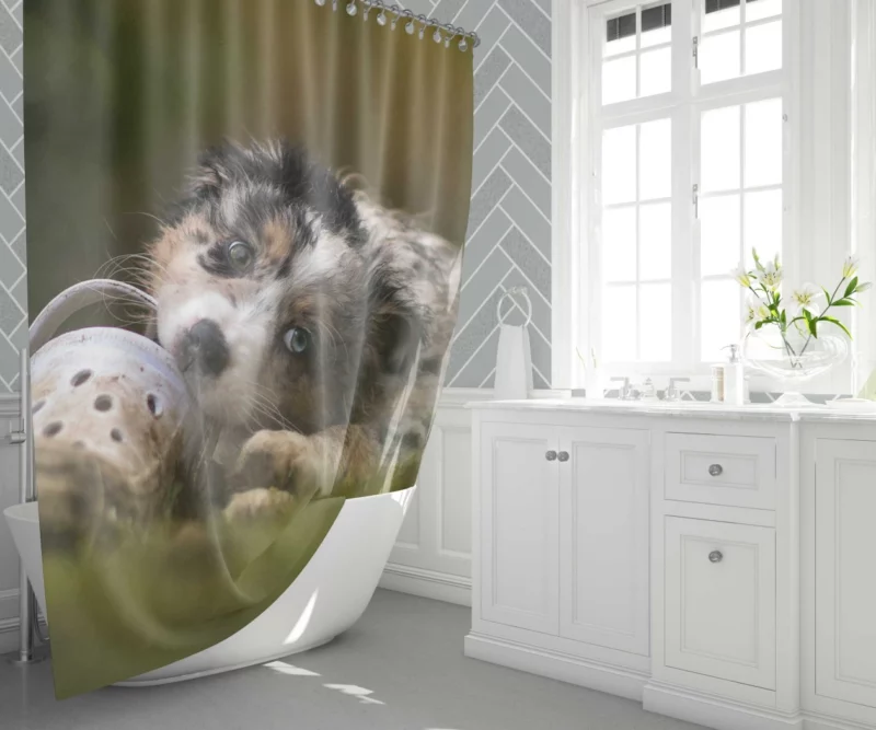 Australian Shepherd Puppy Curious Gaze Shower Curtain 1