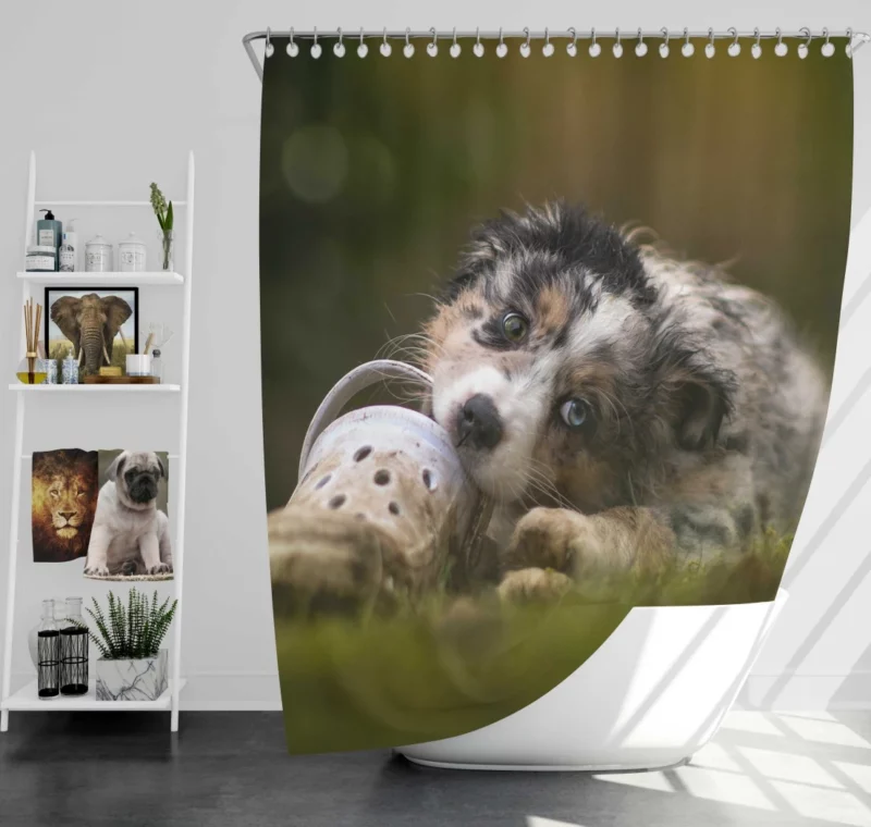 Australian Shepherd Puppy Curious Gaze Shower Curtain