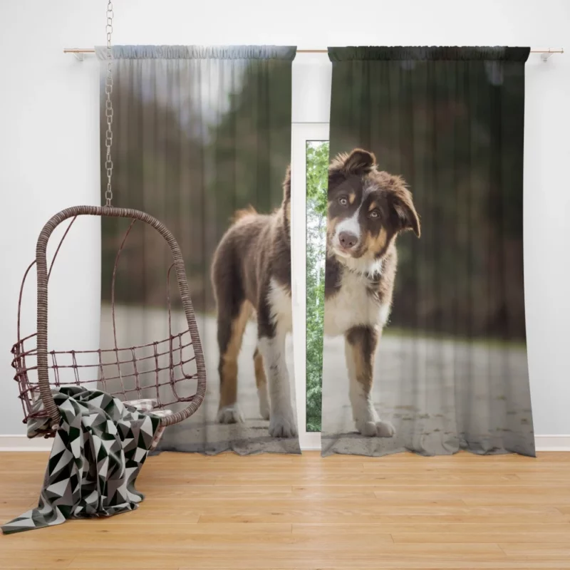 Australian Shepherd Puppy Innocent Stare Curtain