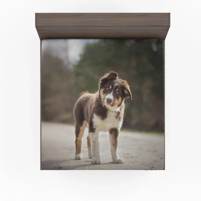 Australian Shepherd Puppy Innocent Stare Fitted Sheet 1