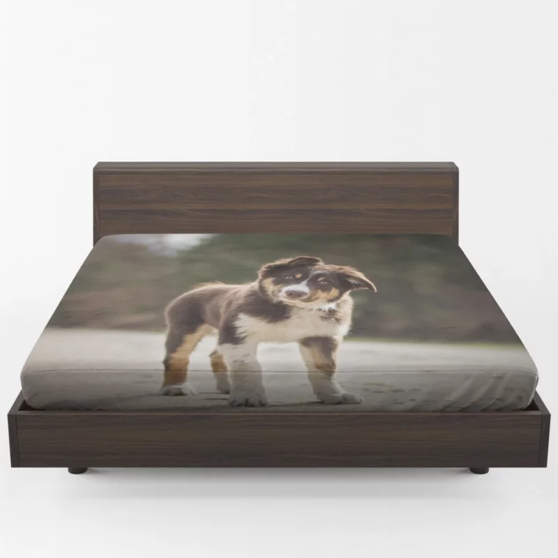 Australian Shepherd Puppy Innocent Stare Fitted Sheet