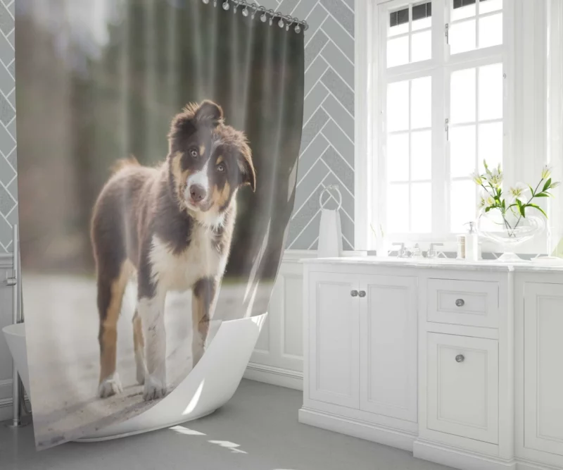 Australian Shepherd Puppy Innocent Stare Shower Curtain 1