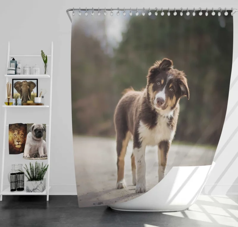 Australian Shepherd Puppy Innocent Stare Shower Curtain