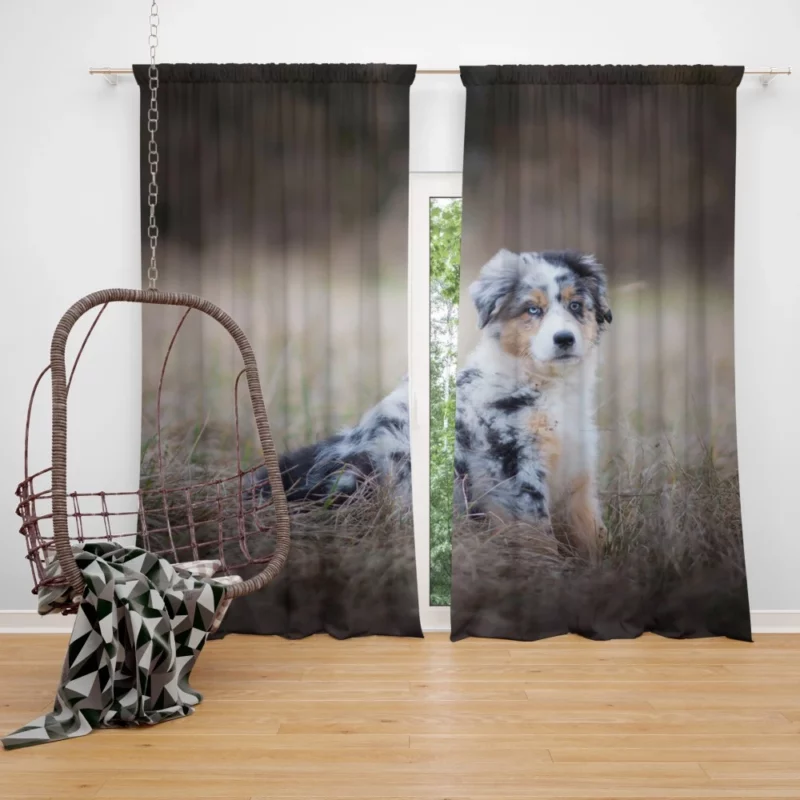 Australian Shepherd Puppy Playful Innocence Curtain