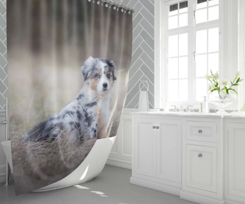 Australian Shepherd Puppy Playful Innocence Shower Curtain 1