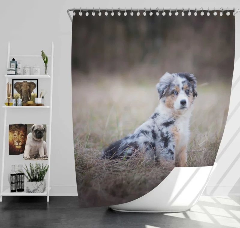 Australian Shepherd Puppy Playful Innocence Shower Curtain